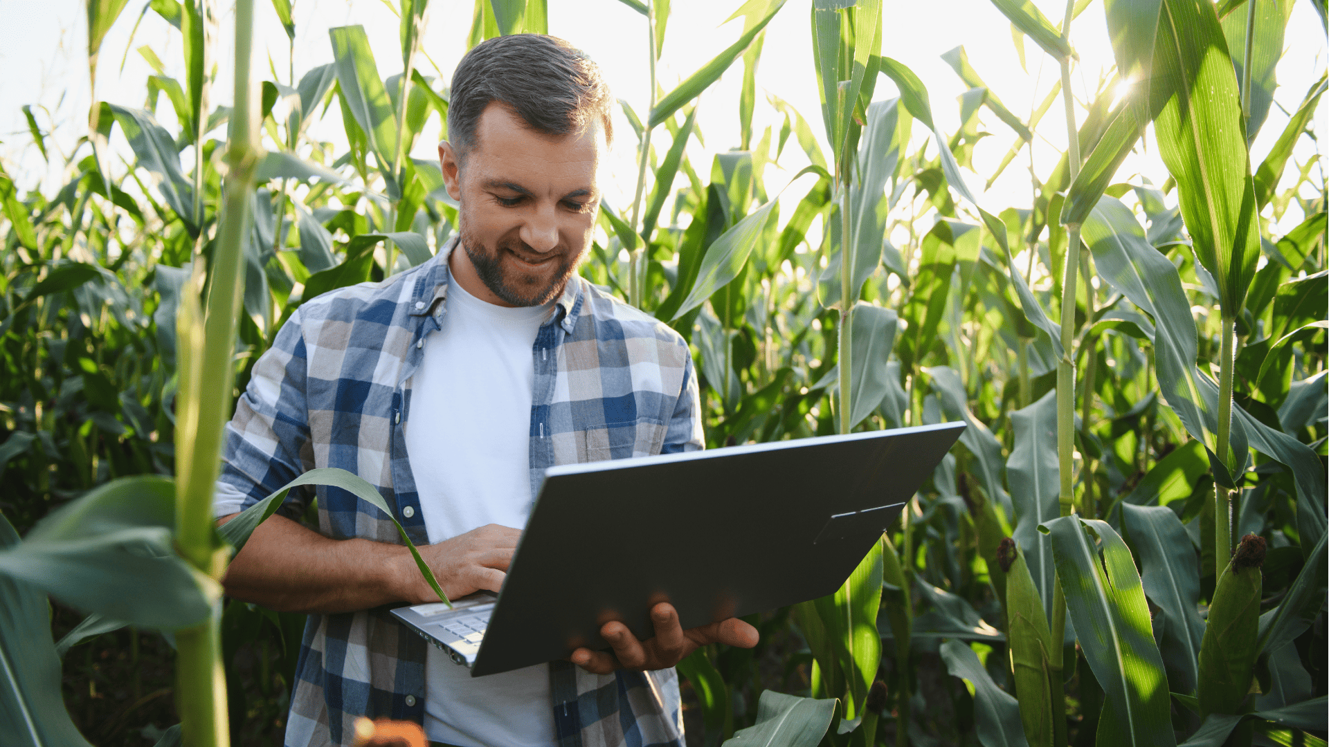 Um fazendeiro sorridente utiliza um notebook no meio de uma plantação de milho alta, coletando e analisando dados vitais para o gerenciamento inteligente através da automação industrial agrícola.